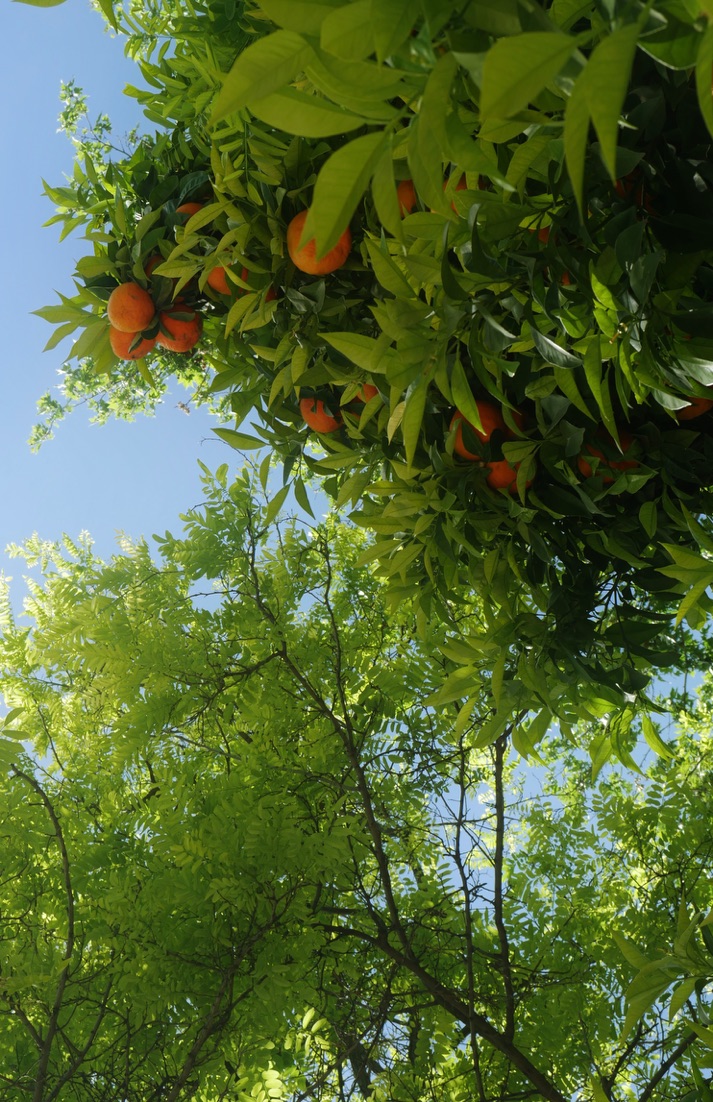 Orange tree canopy against blue sky photographed by Oskar Olszewski
