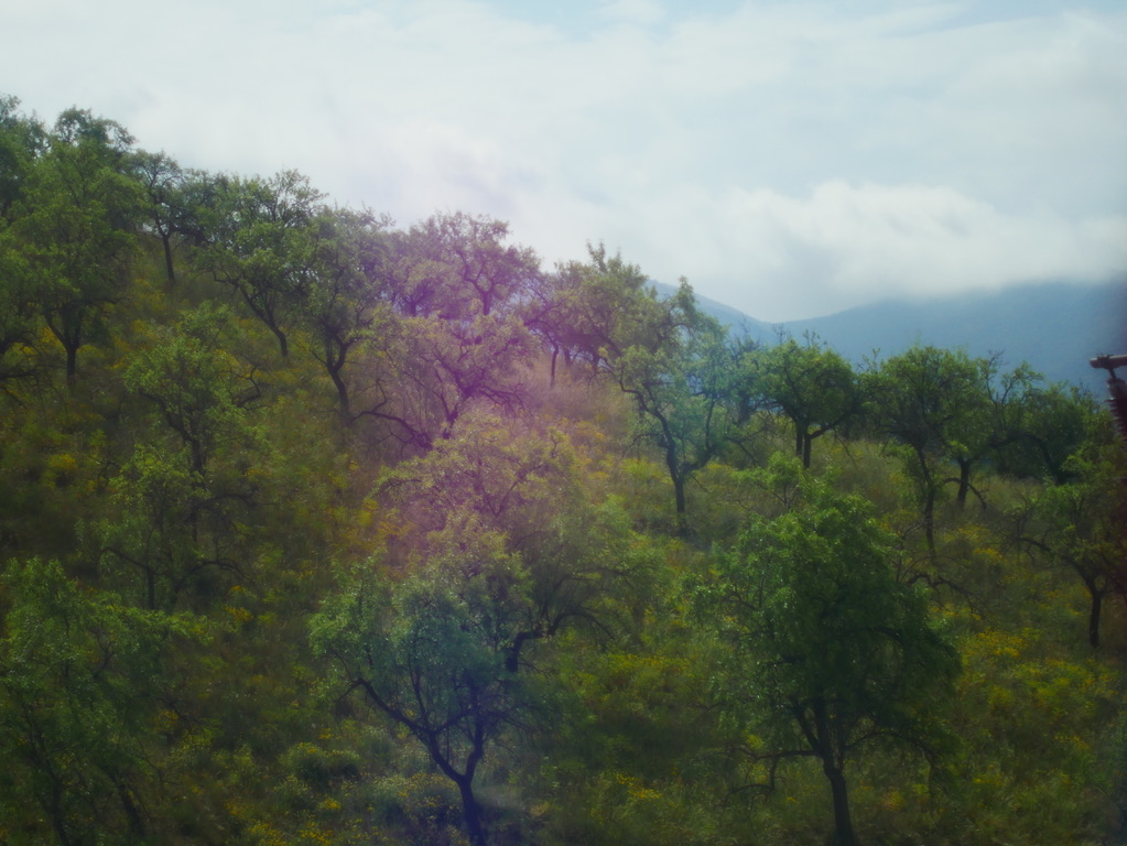 Hazy hillside of trees with a pink light leak photographed by Oskar Olszewski